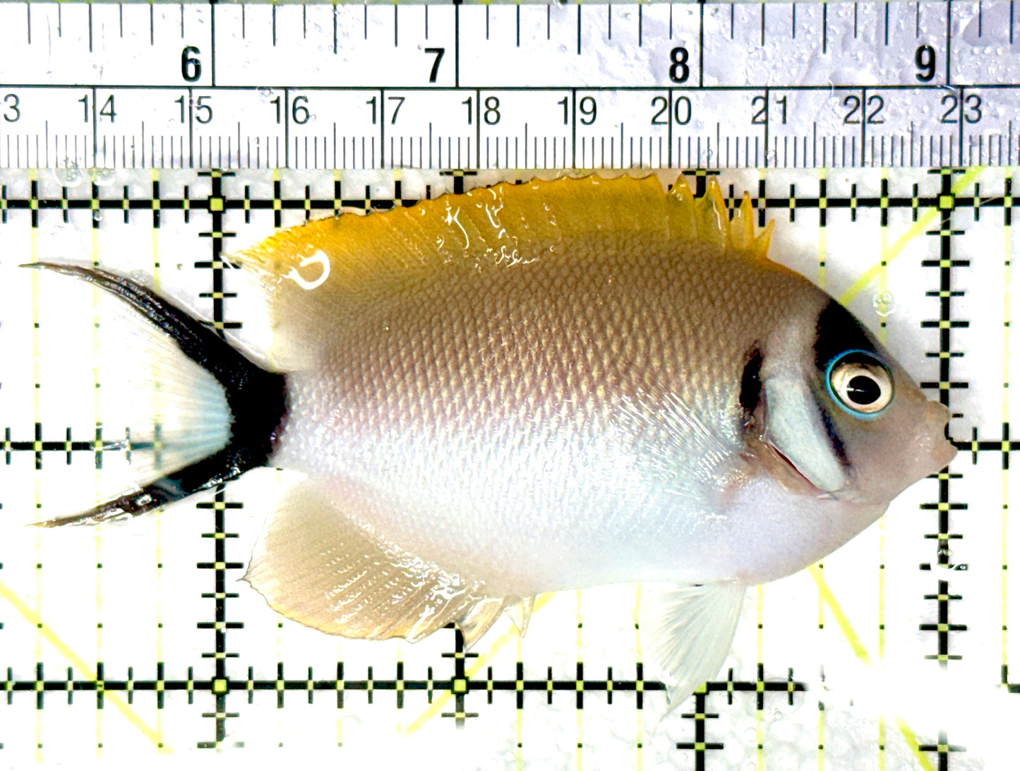 Female Masked Swallowtail Angelfish FMSA081002 WYSIWYG Size: L 3.75" approx