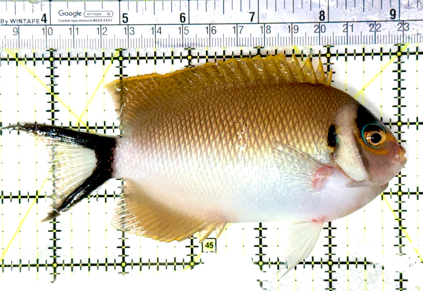 Female Masked Swallowtail Angelfish FMSA081004 WYSIWYG Size: XXL/SHOW 6" approx