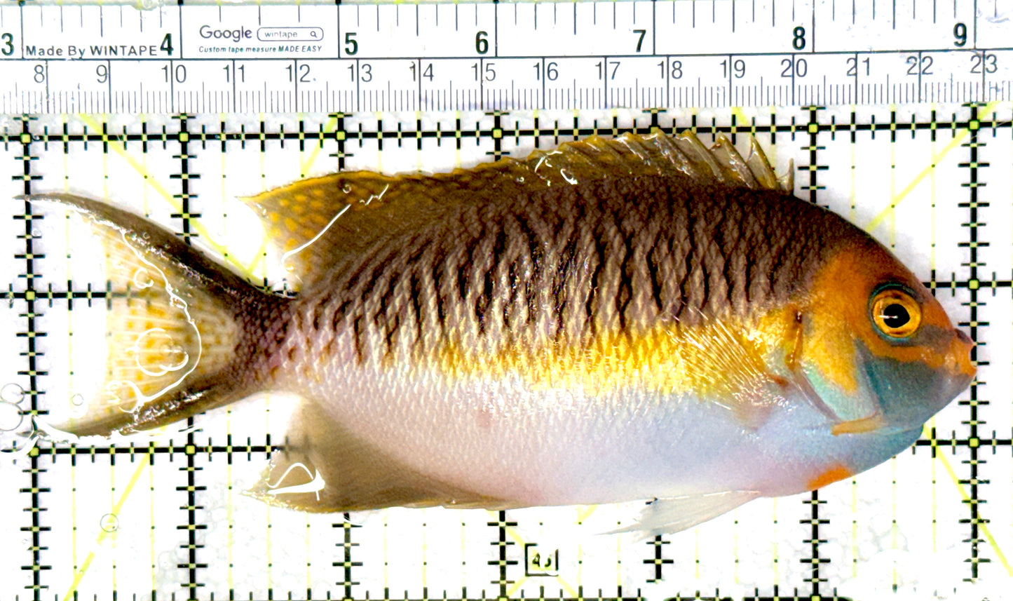 SuperMale Masked Swallowtail Angelfish SMSA081001 WYSIWYG Size: XXL 6" approx