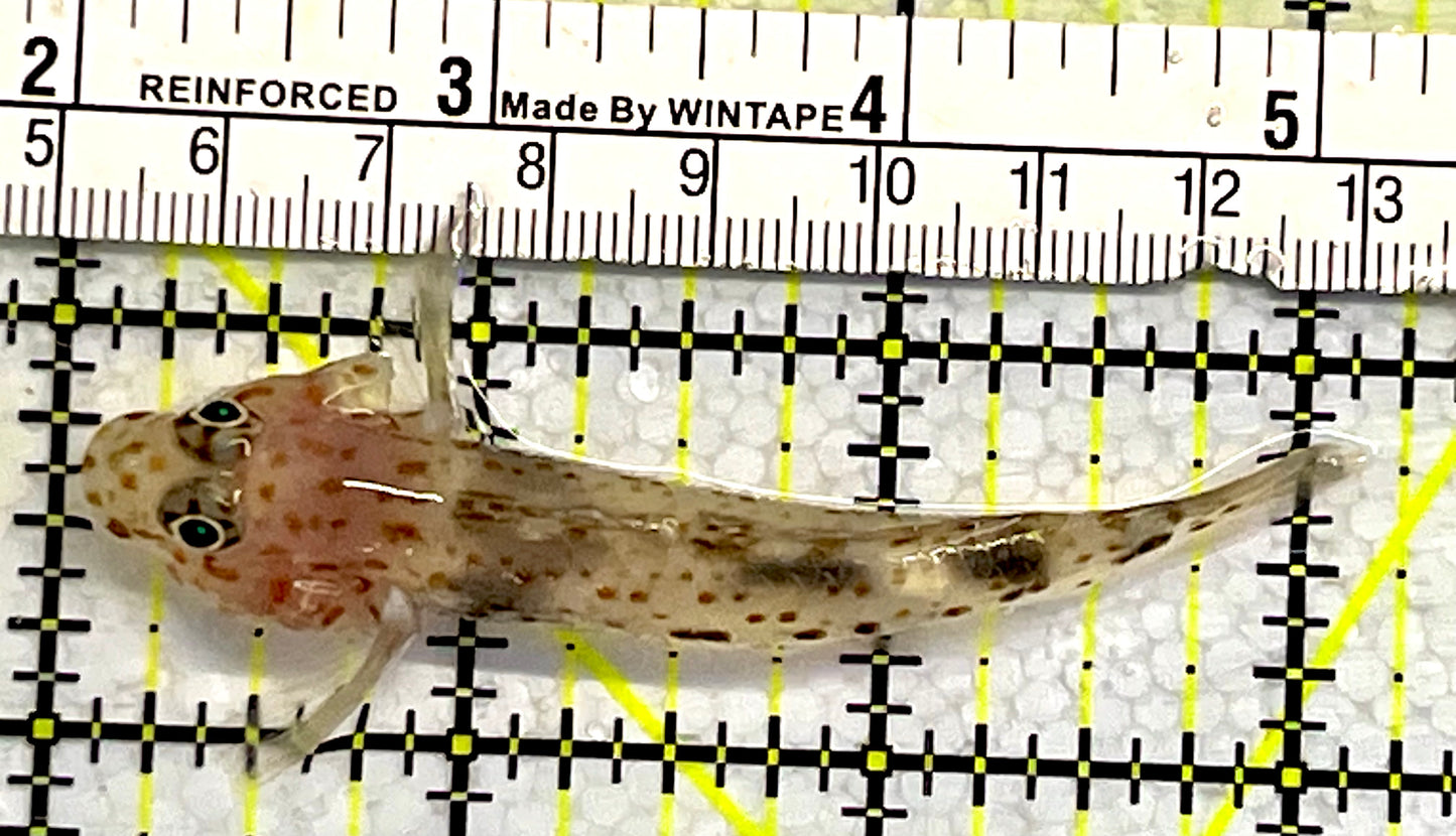 Cave Transparent Fusi Cleaner Goby CTG062201 WYSIWYG Size: XL 3"