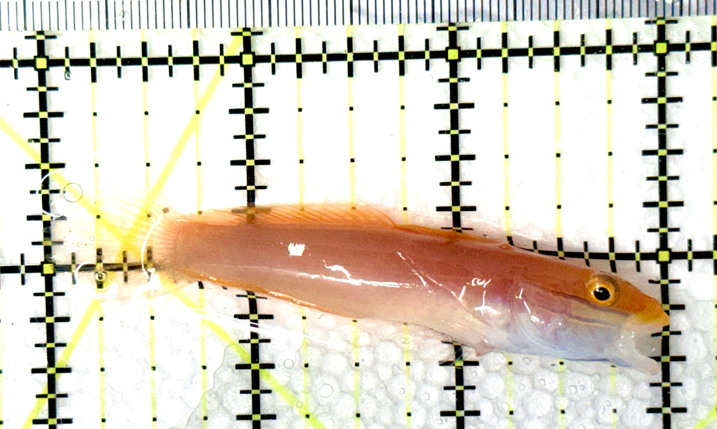 Bella Rose Sand Shifting Goby BRSSG081001 WYSIWYG Size: L 3" approx