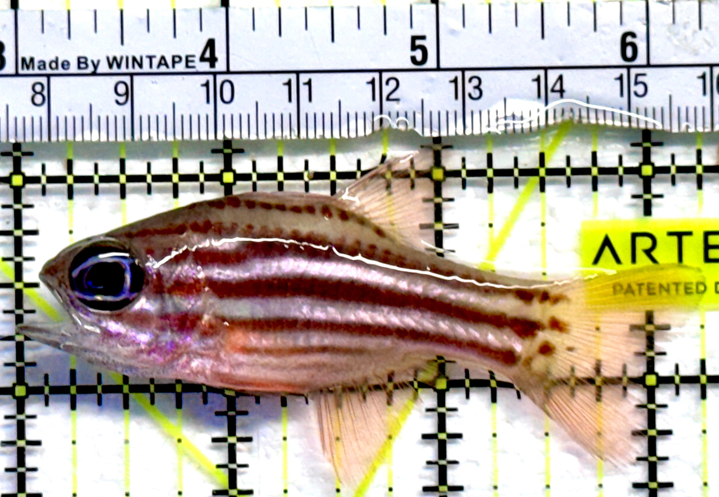 Ochre Striped Blue Eye Cardinal OSC082301 WYSIWYG Size: 3.25"