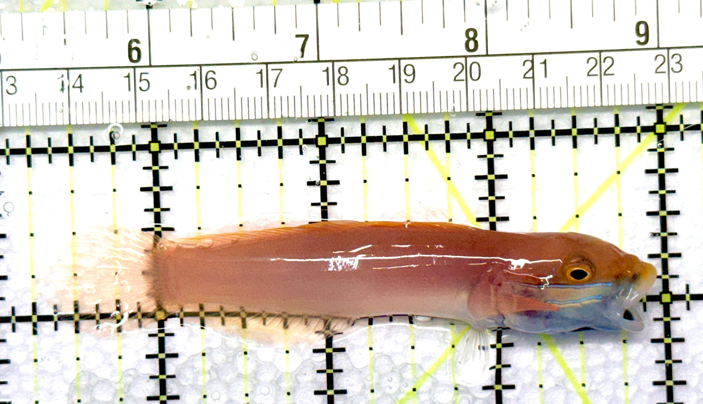Bella Rose Sand Shifting Goby BRSSG081003 WYSIWYG Size: L 3.75" approx