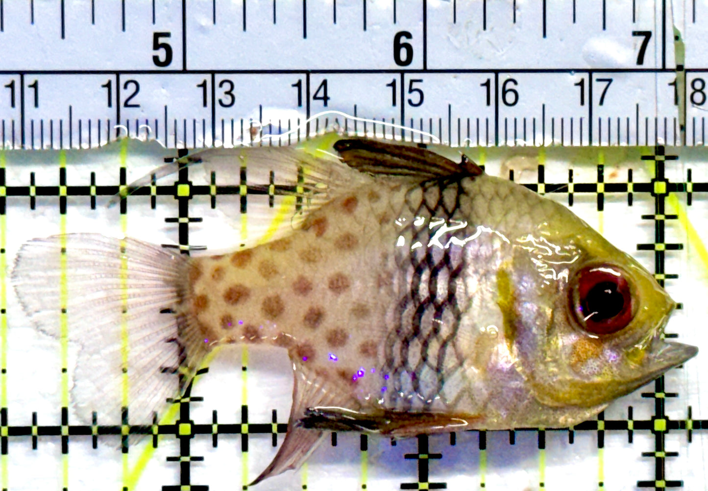 Pajama Cardinal Fish PCF082301 WYSIWYG Size: L 2.75"