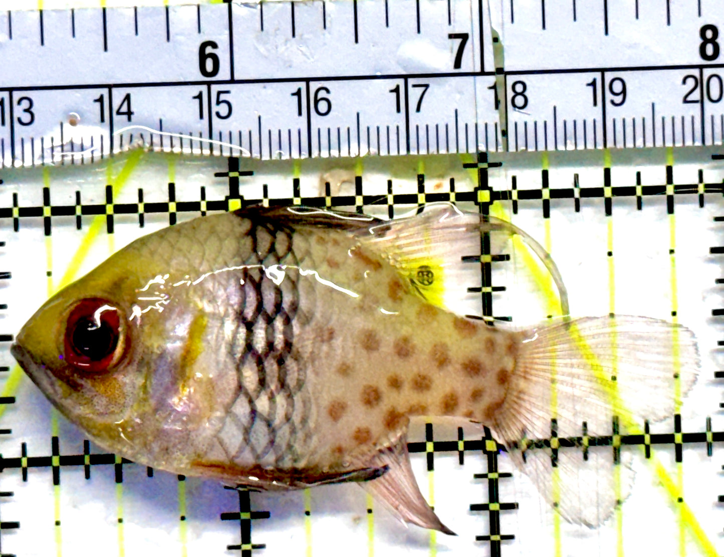 Pajama Cardinal Fish PCF082301 WYSIWYG Size: L 2.75"