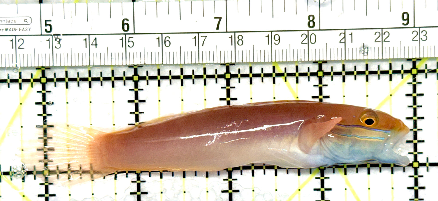 Bella Rose Sand Shifting Goby BRSSG081006 WYSIWYG Size: XL 4.25" approx