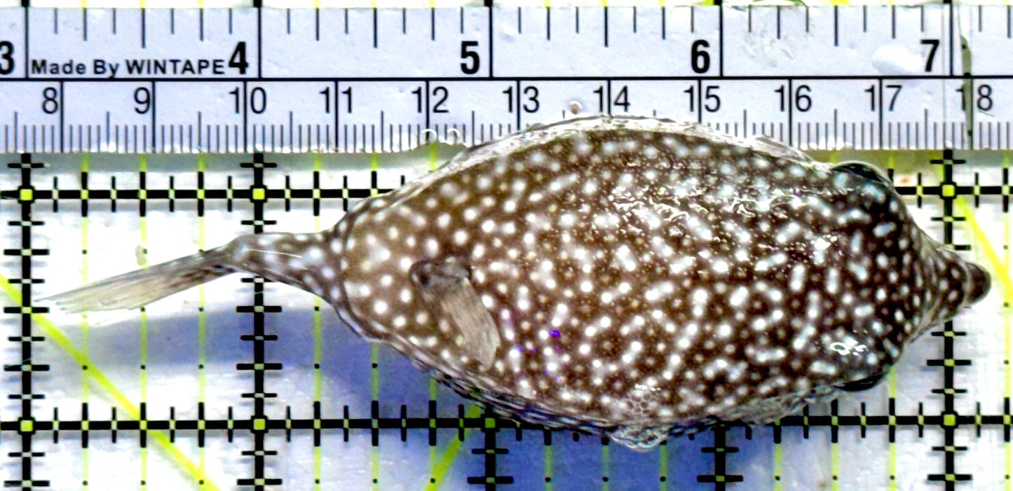 White spotted Boxfish WSB082301 WYSIWYG Size: 4"