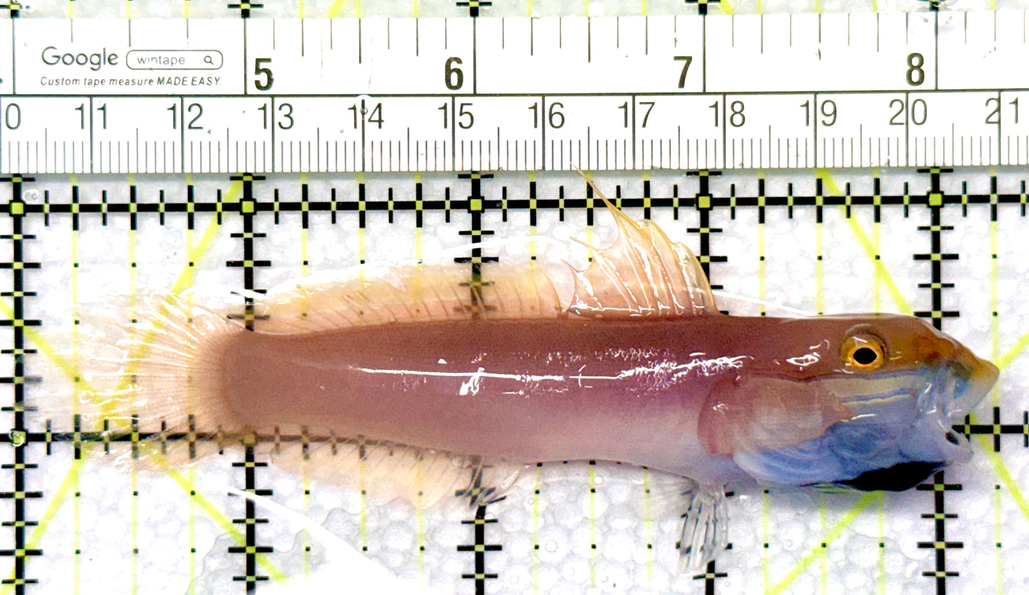 Bella Rose Sand Shifting Goby BRSSG081007 WYSIWYG Size: XL 4.25" approx