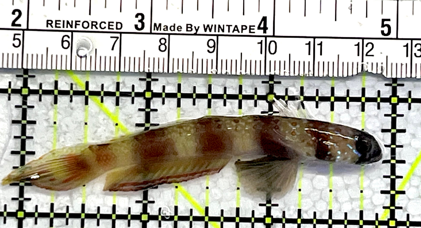 Orange Banded Steinitz's Prawn Goby ORG062202 WYSISYG Size: 3"