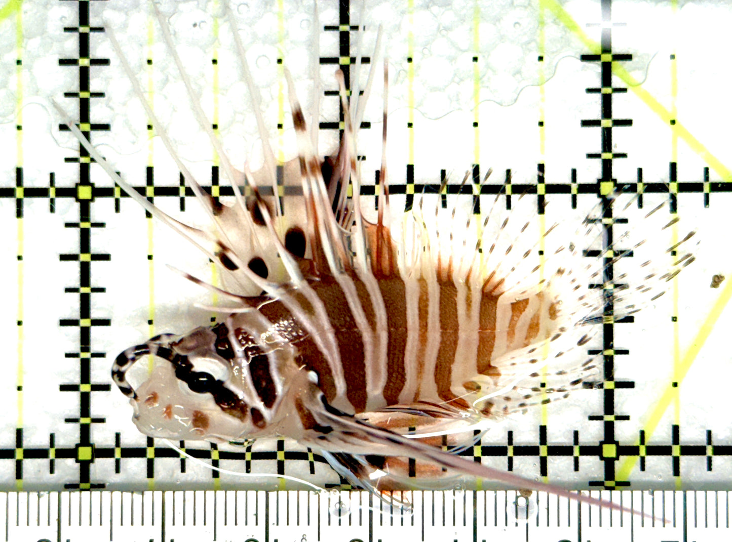 Antennata Lionfish AL081001 WYSIWYG Size: M 2.25" approx