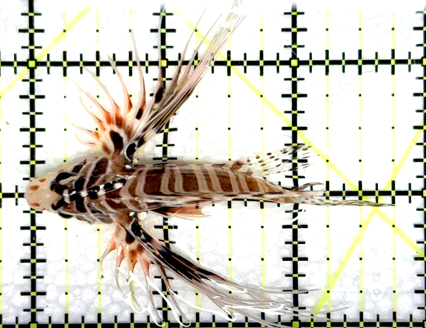 Antennata Lionfish AL081002 WYSIWYG Size: M 2.75" approx