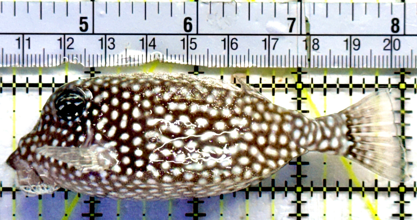 White spotted Boxfish WSB082301 WYSIWYG Size: 4"