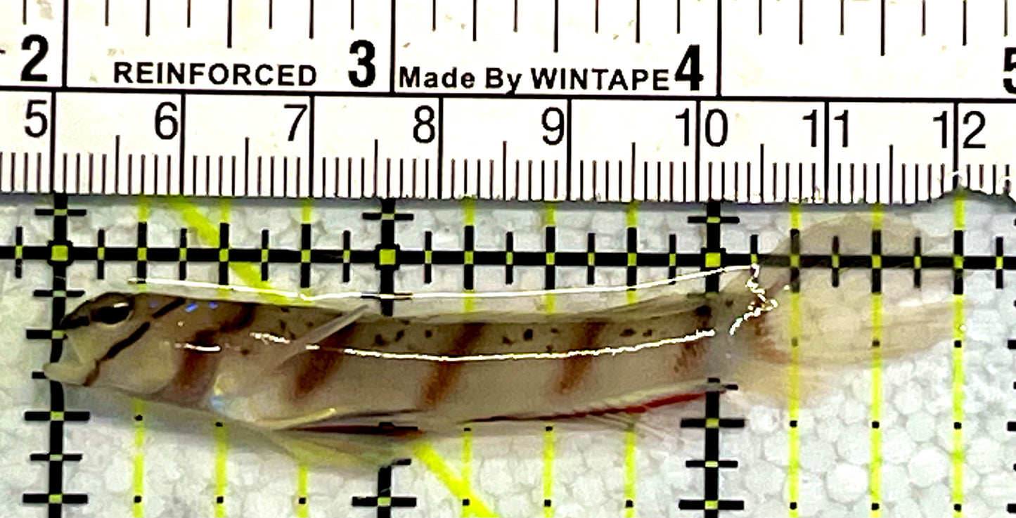 Rare Diagonal Shrimpgoby DS0905O1 WYSIWIG Size: M 2.75" approx