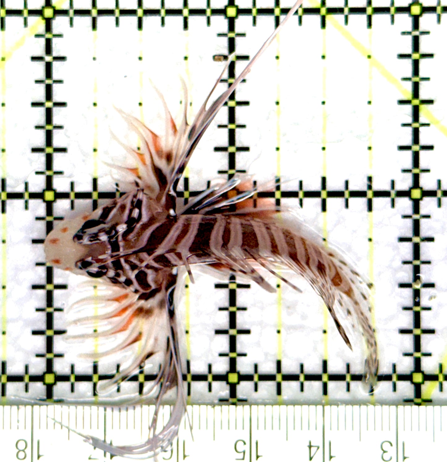 Antennata Lionfish AL081003 WYSIWYG Size: M 2" approx