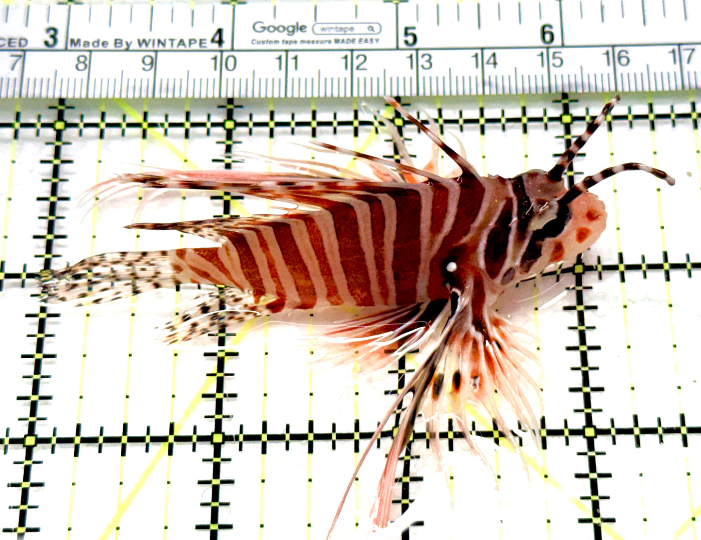 Antennata Lionfish AL081004 WYSIWYG Size: L 3.5" approx
