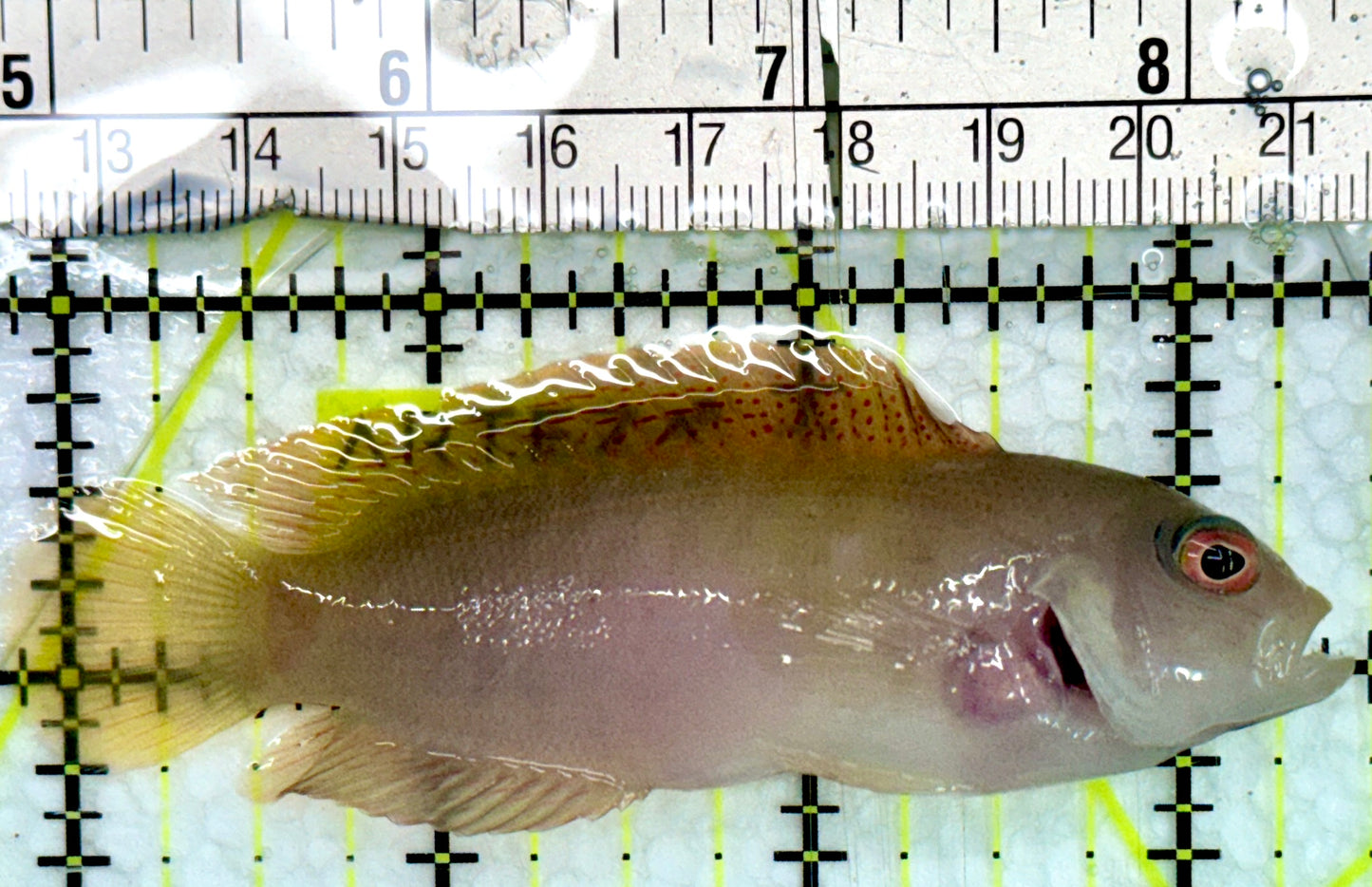 Australian Multicolor Dottyback AMD082401 WYSIWYG Size: L 3.5"