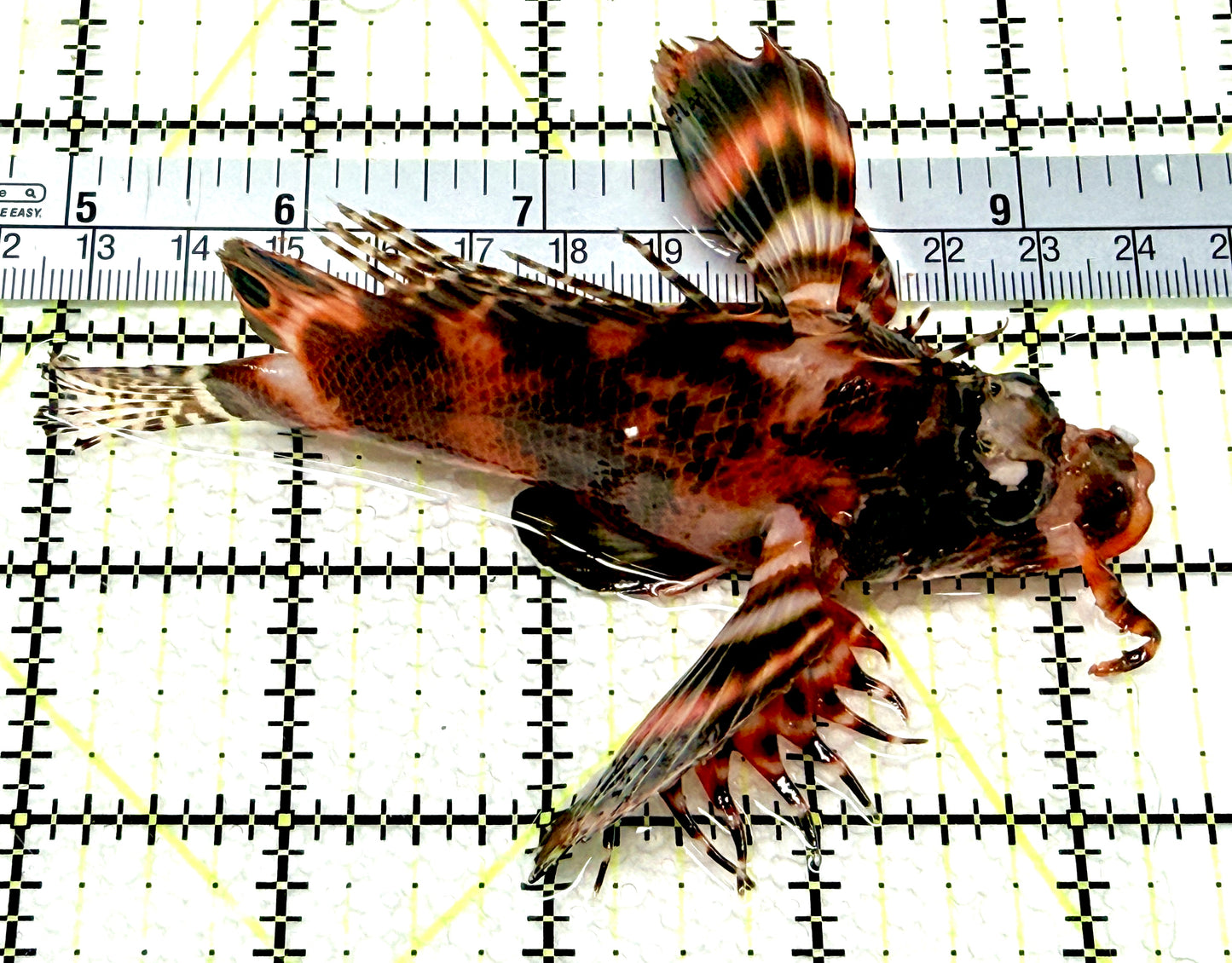 Fu Manchu Lionfish FML081001 WYSIWYG Size: XL 4.5" approx