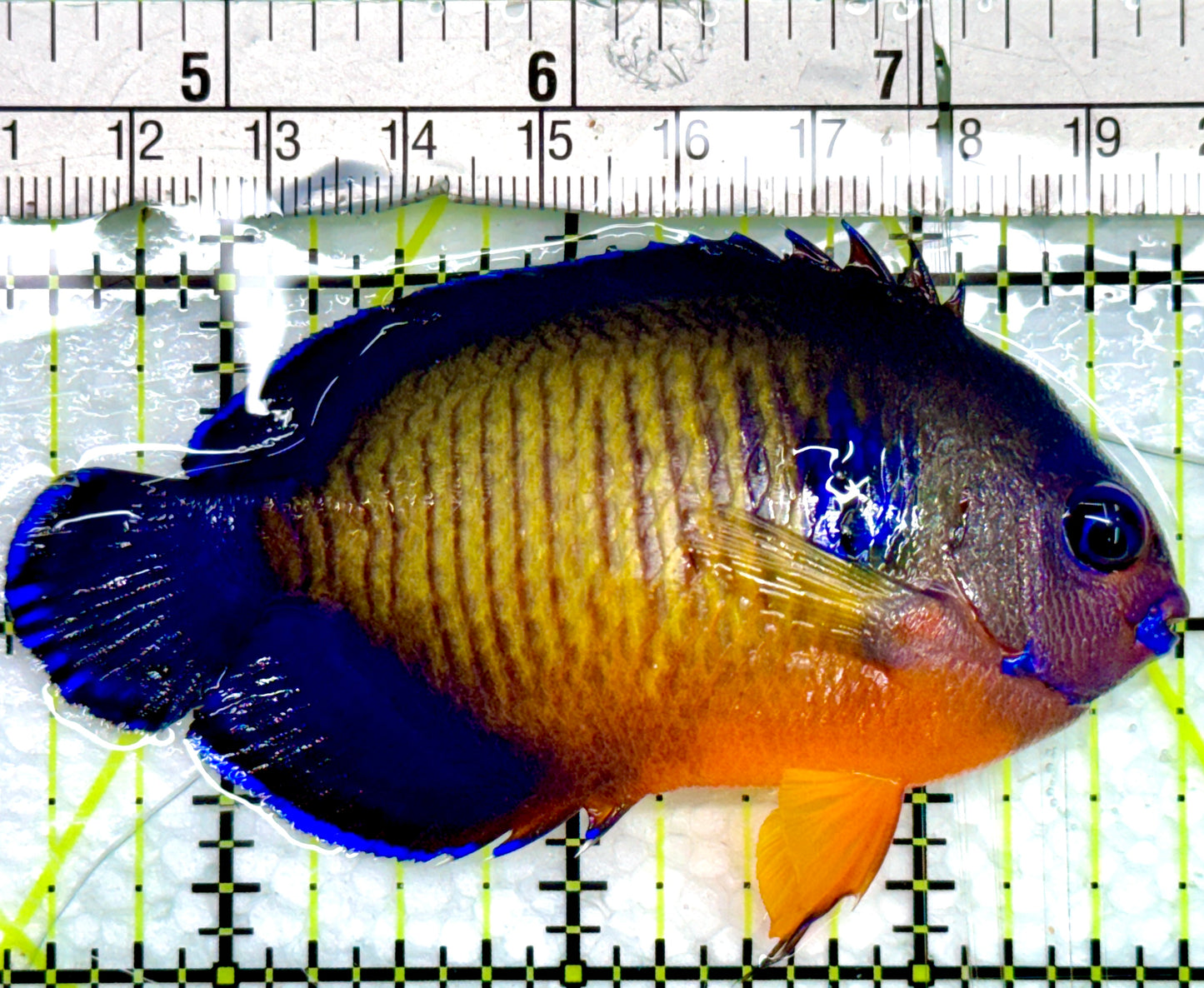 Coral Beauty Angelfish CBA082401 WYSIWYG Size: L 3.5"