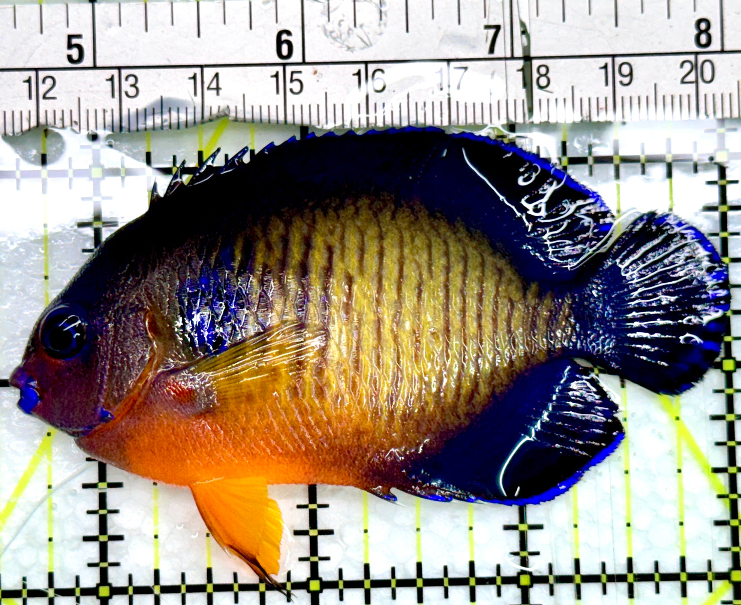 Coral Beauty Angelfish CBA082401 WYSIWYG Size: L 3.5"