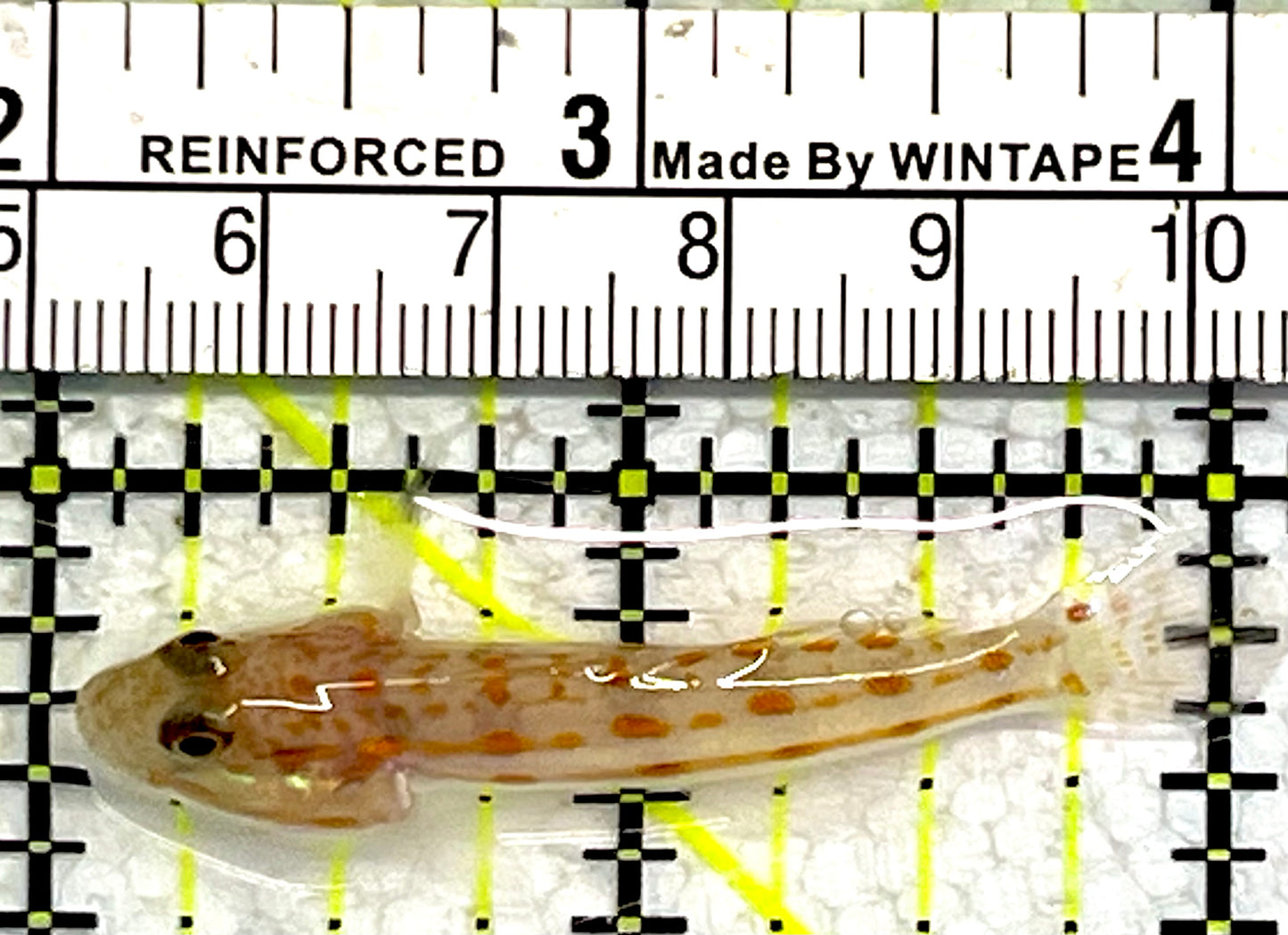 Diamond Watchman Goby DWG062104 WYSIWYG Size: S 2"