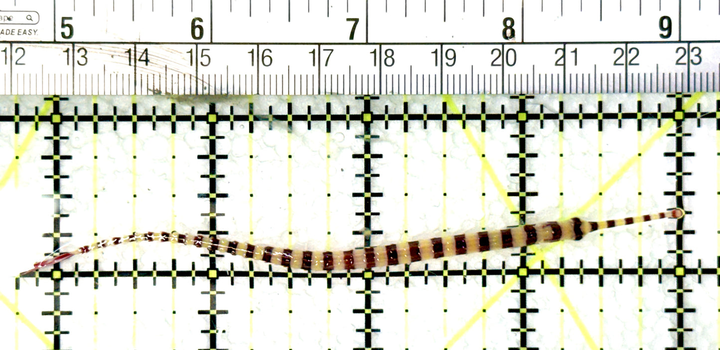 Banded Pipefish BP081001 WYSIWYG Size: XL 4.25" approx