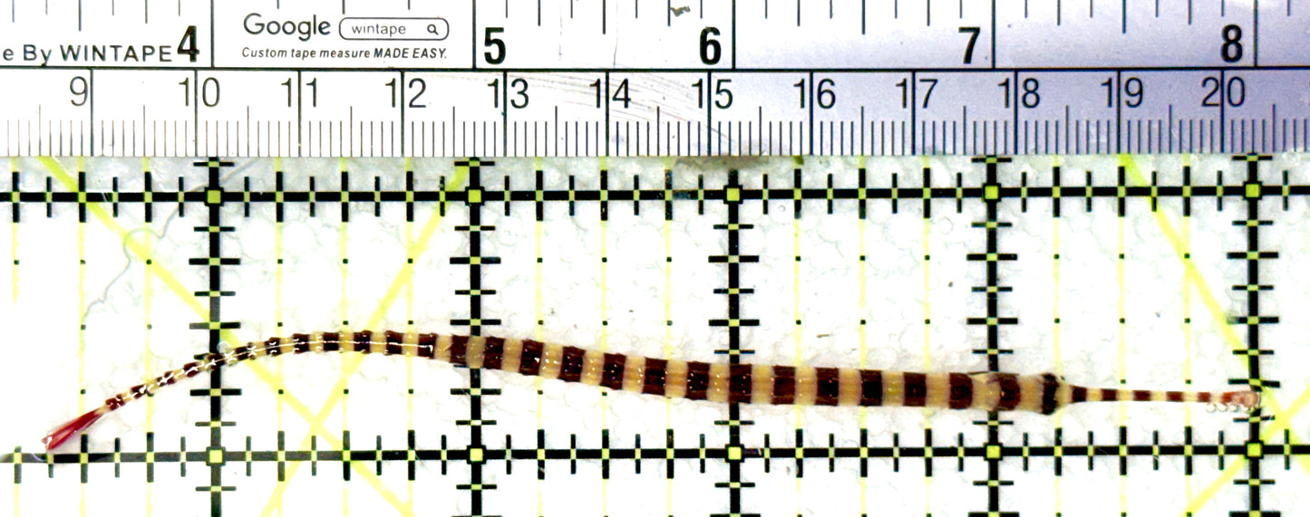 Banded Pipefish BP081002 WYSIWYG Size: XL 4.5" approx