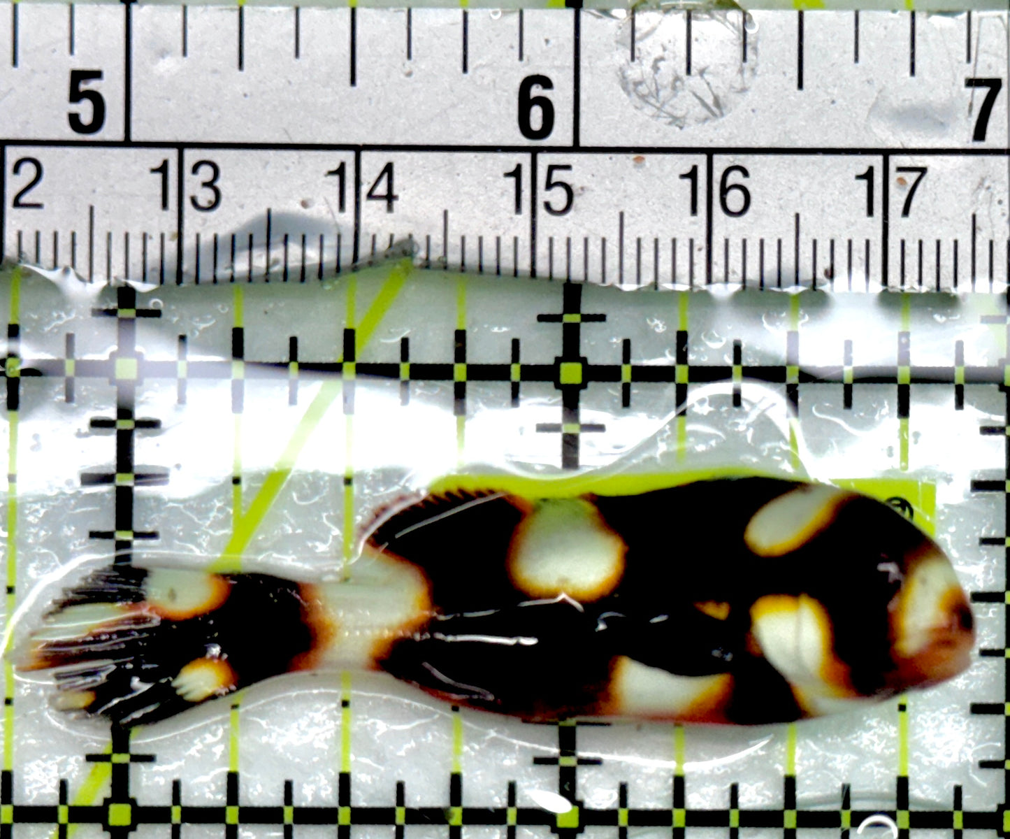 Oriental Sweetlips OS082402 WYSIWYG Size: S 2.25"