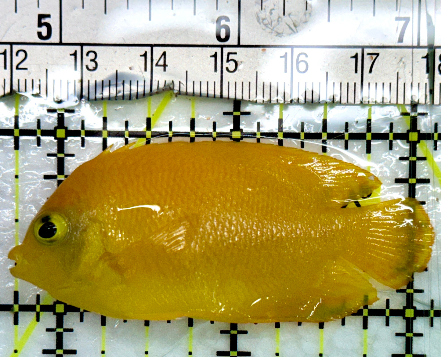 Herald's Angelfish HA082401 WYSIWYG Size: SM 2.5"