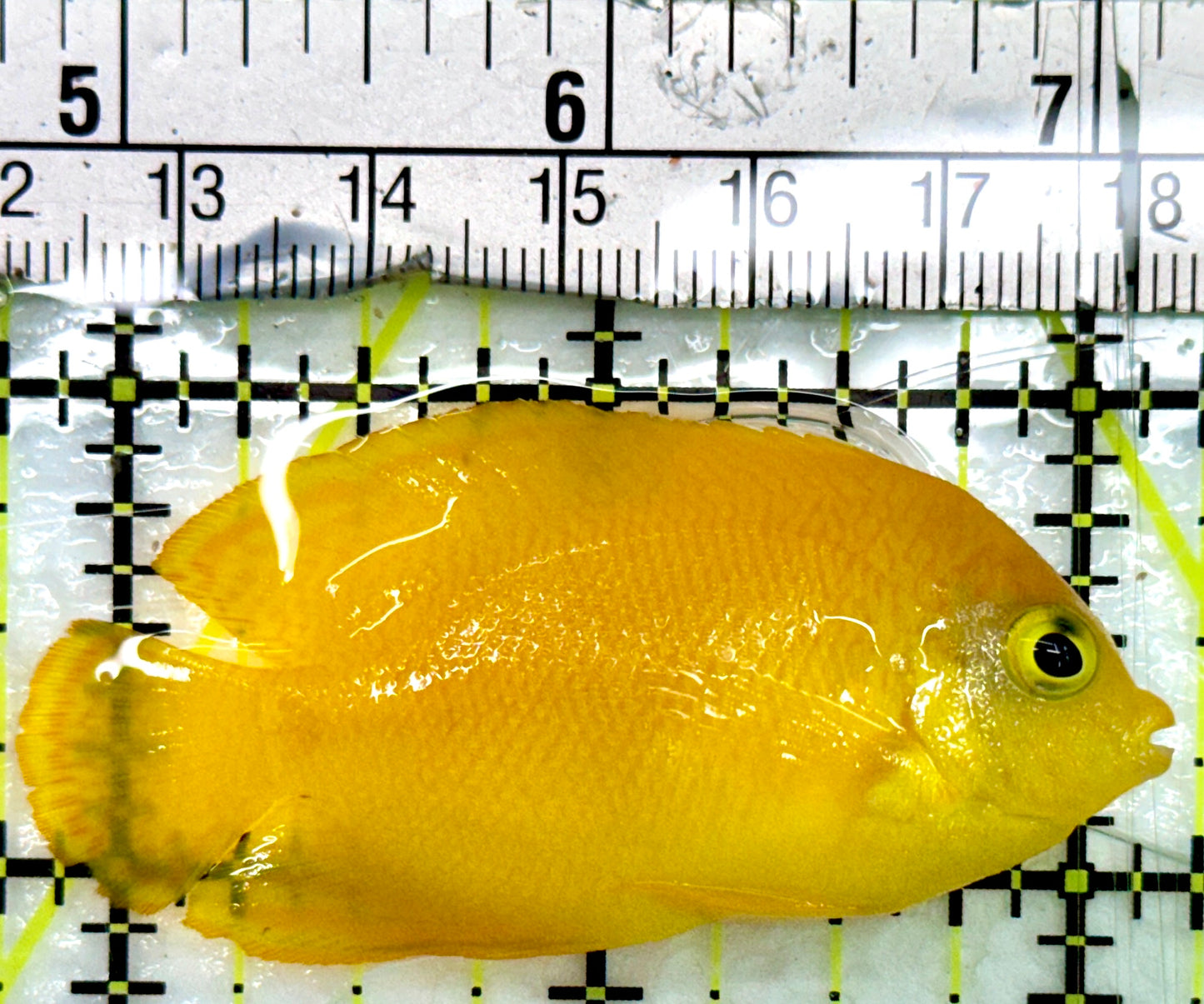 Herald's Angelfish HA082401 WYSIWYG Size: SM 2.5"