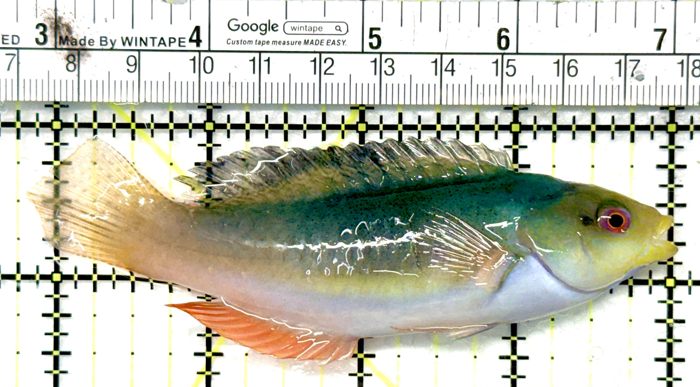 Scott's Fairy Wrasse SFW081002 WYSIWYG Size: L 4.25" approx
