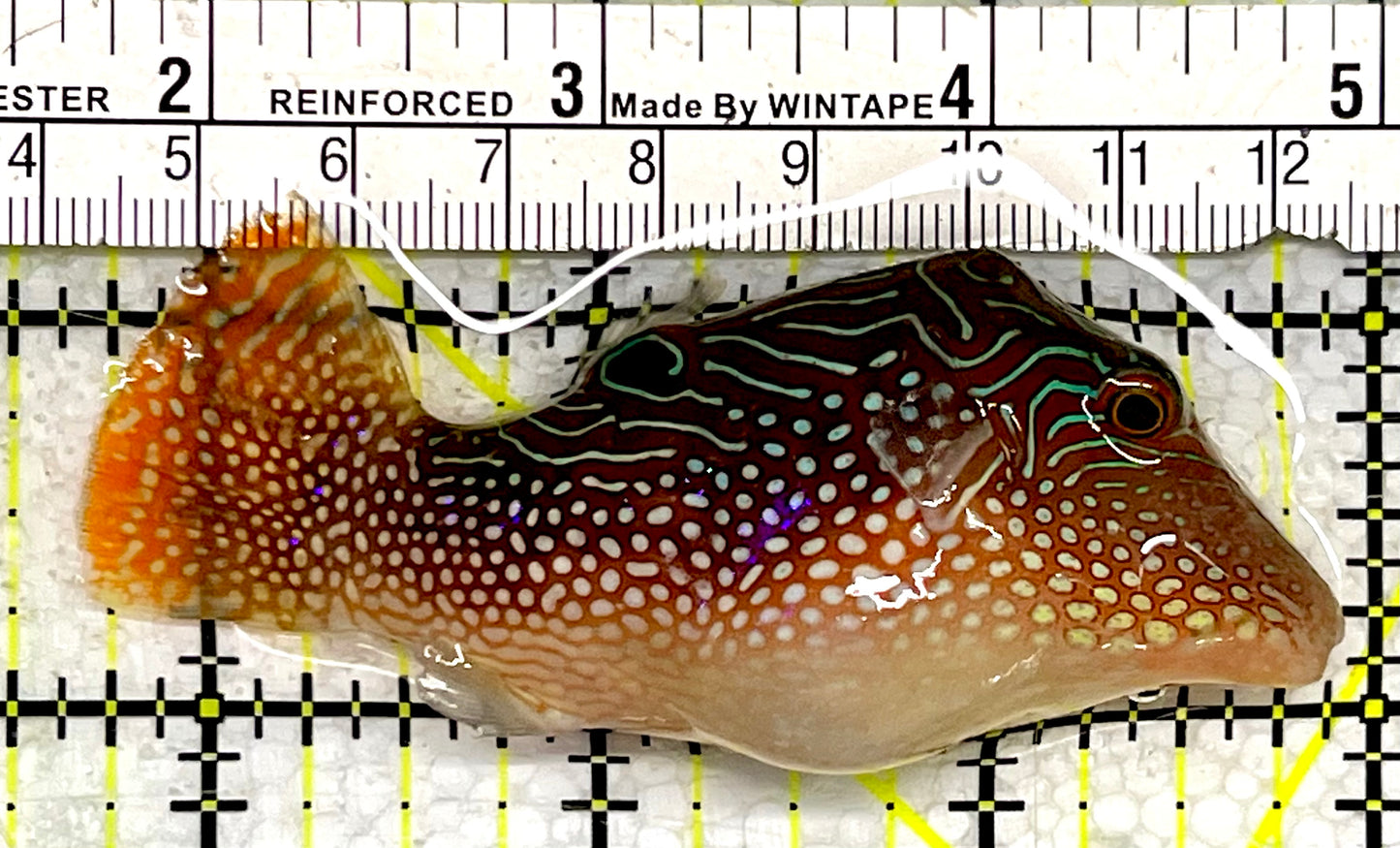 Pearl Toby Pufferfish PTP062201 WYSIWYG Size: L 3.5"