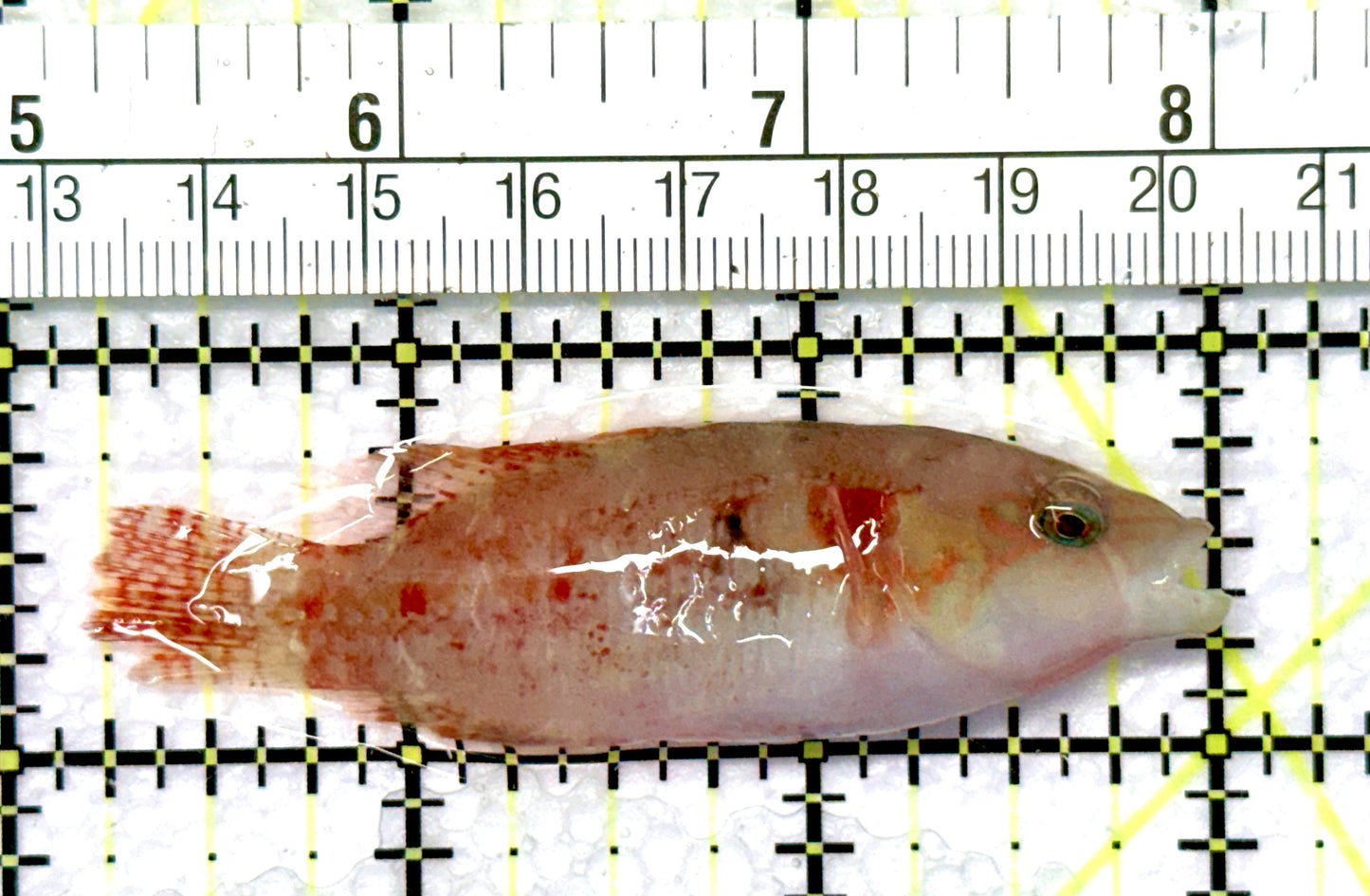 Twospot Wrasse TW081001 WYSIWYG Size: M 2.75" approx