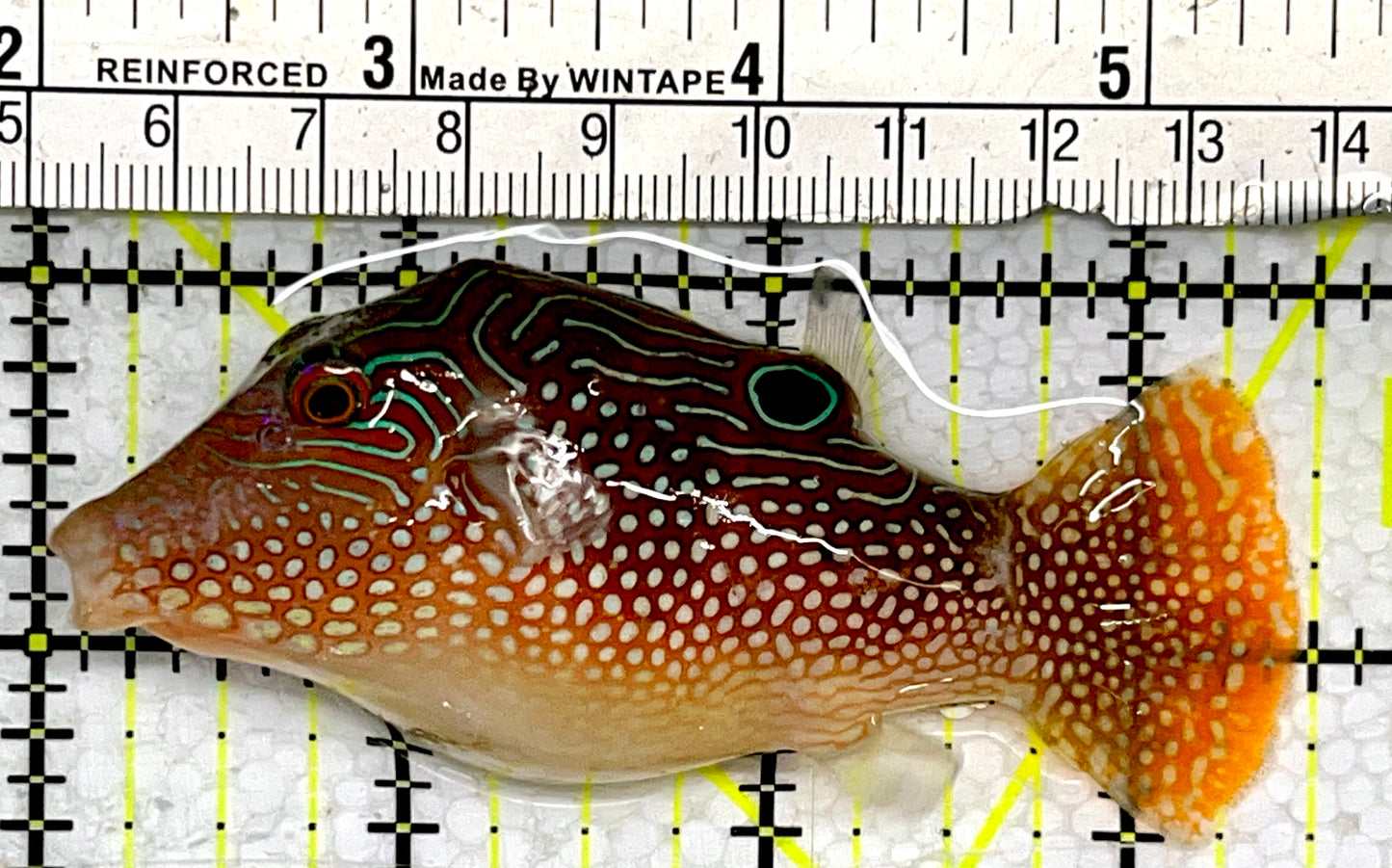 Pearl Toby Pufferfish PTP062201 WYSIWYG Size: L 3.5"