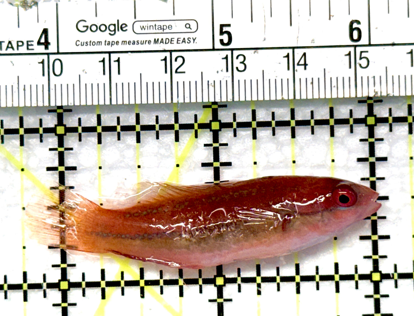 Dotted Fairy Wrasse DFW081001 WYSIWYG Size: L 2.25" approx