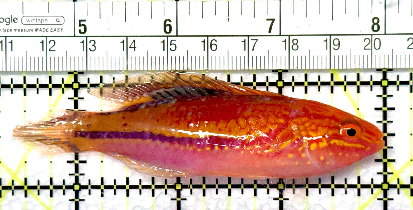 Pintail Fairy Wrasse PFW081003 WYSIWYG Size: XL 3.5" approx