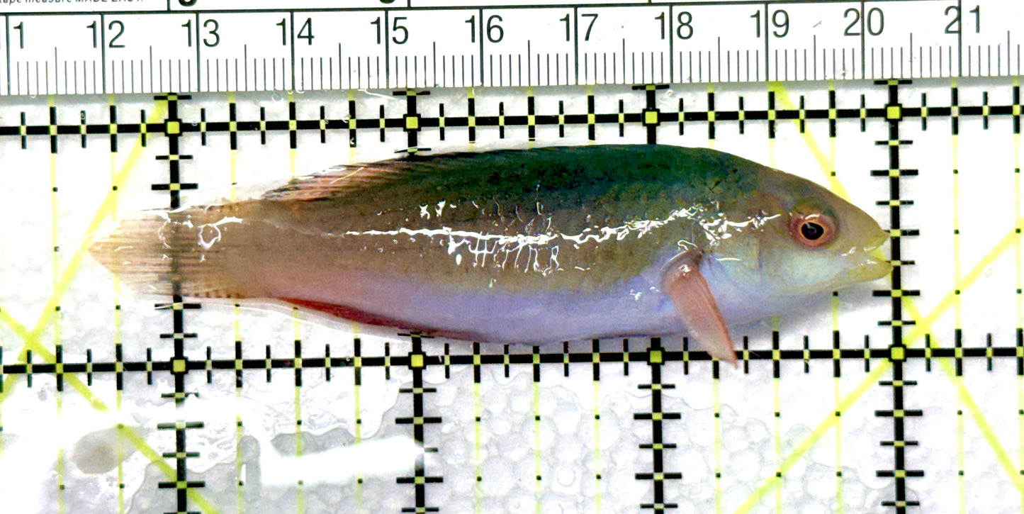 Scott's Fairy Wrasse SFW081001 WYSIWYG Size: ML 3.25" approx