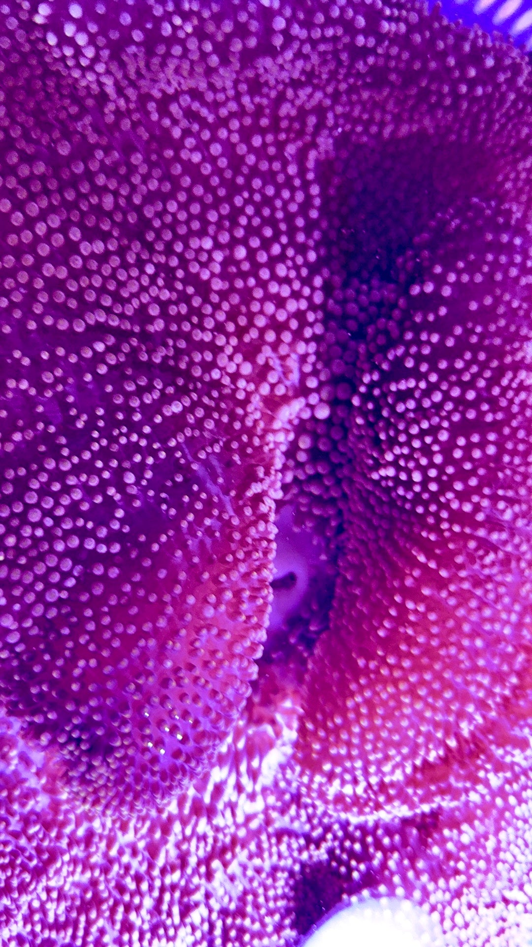 Mertensii Carpet Anemone MCA100301 WYSIWYG Size : Show XXL 12" And Above