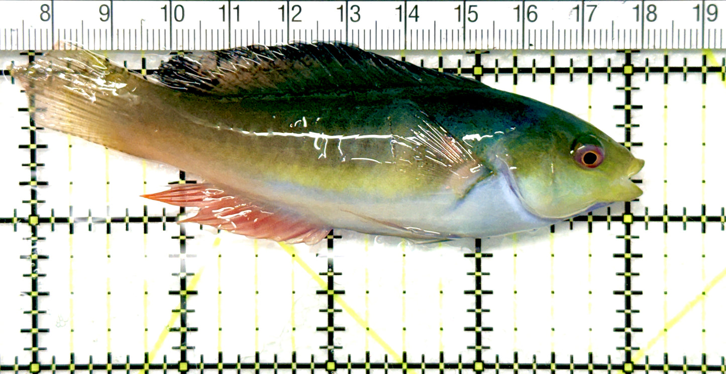Scott's Fairy Wrasse SFW081002 WYSIWYG Size: ML 4" approx