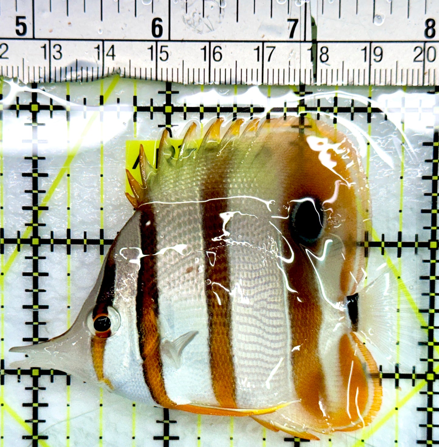 Copperband Butterflyfish CB082403 WYSIWYG Size: ML 3.25"