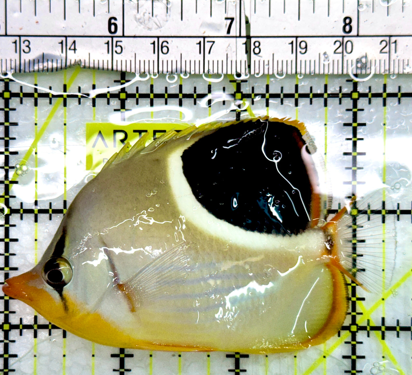 Saddleback Butterflyfish SB082401 WYSIWYG Size: M 3.5"