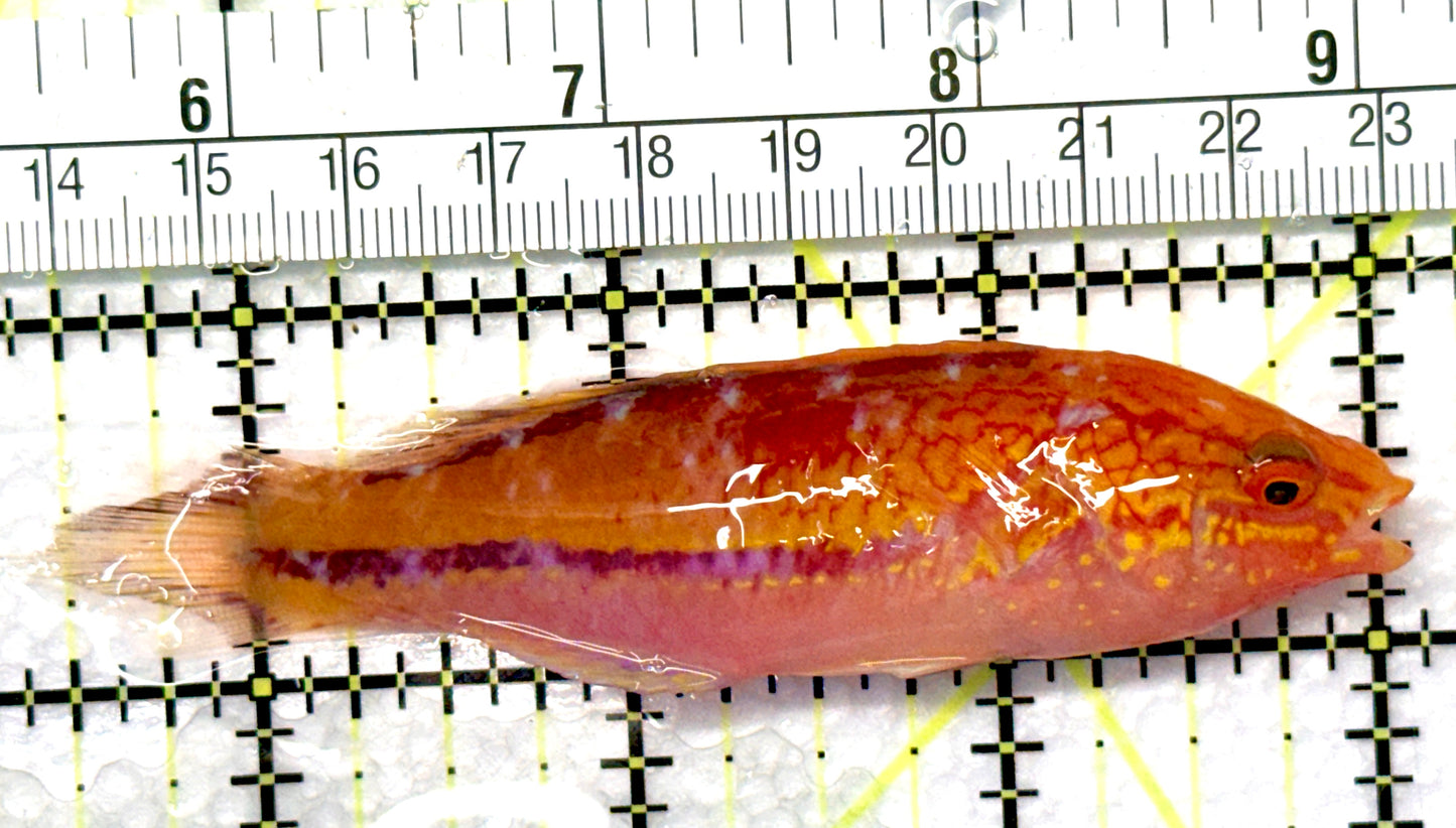 Pintail Fairy Wrasse PFW081004 WYSIWYG Size: XL 3.5" approx