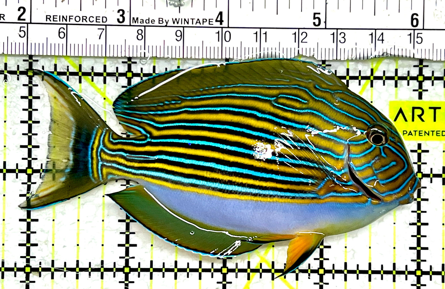 Clown Tang CT062201 WYSIWYG Size: M 4"