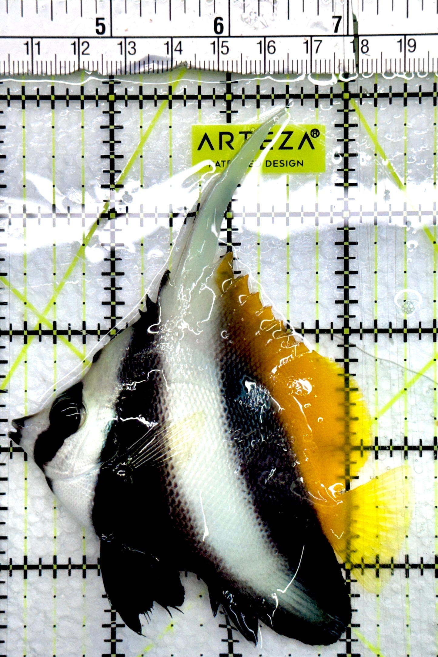 Heniochus Butterflyfish HB082401 WYSIWYG Size: ML 3.5"