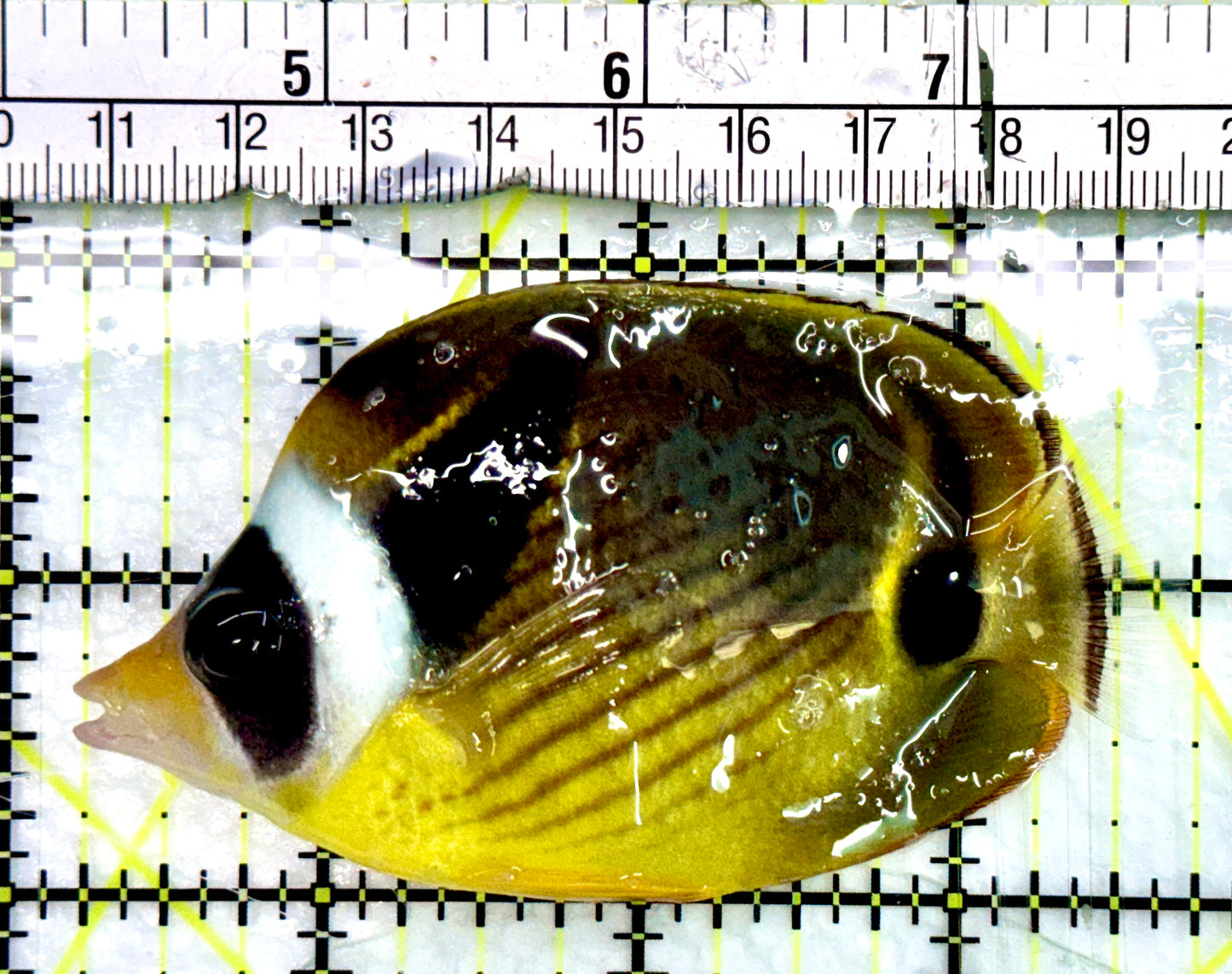 Raccoon Butterflyfish RB082402 WYSIWYG Size: M 3.5"