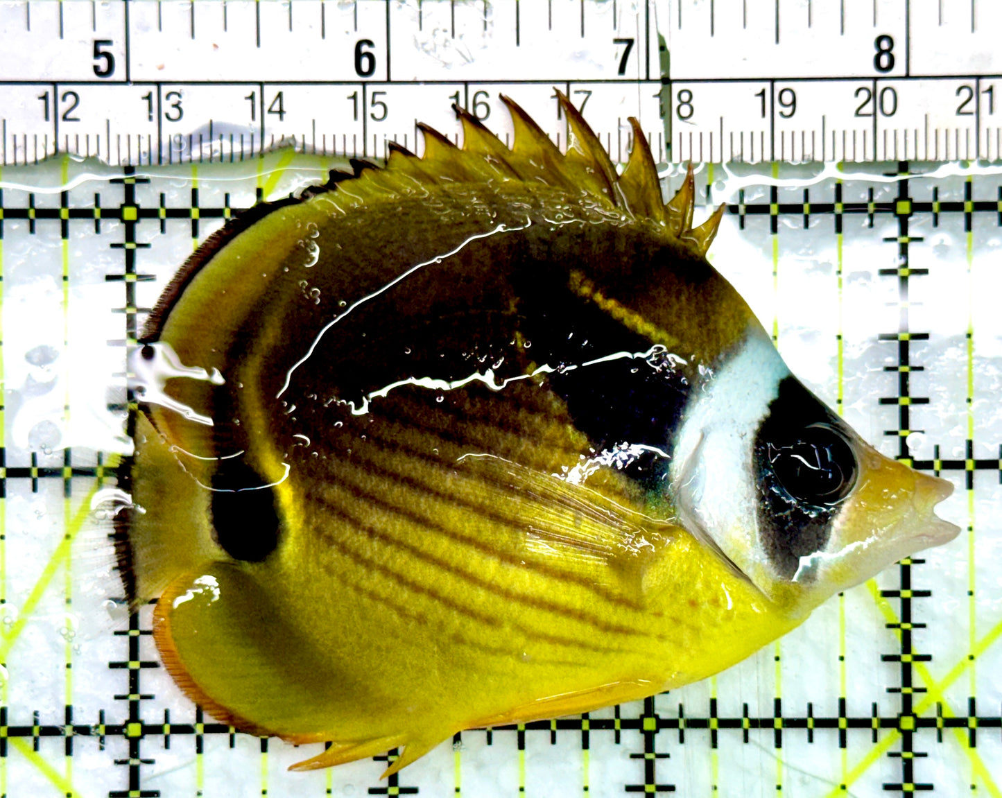 Raccoon Butterflyfish RB082402 WYSIWYG Size: M 3.5"