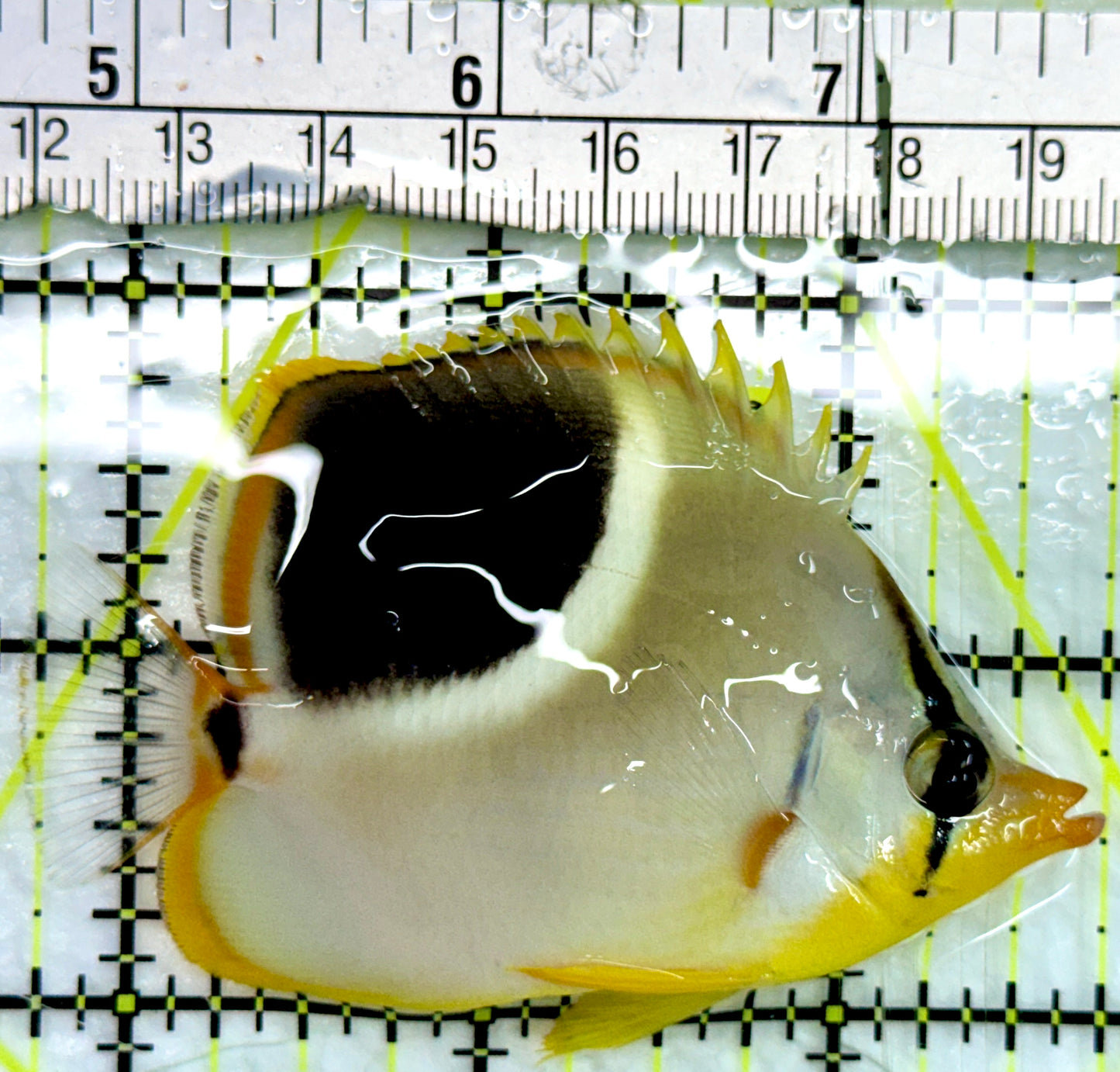 Saddleback Butterflyfish SB082402 WYSIWYG Size: S 3"