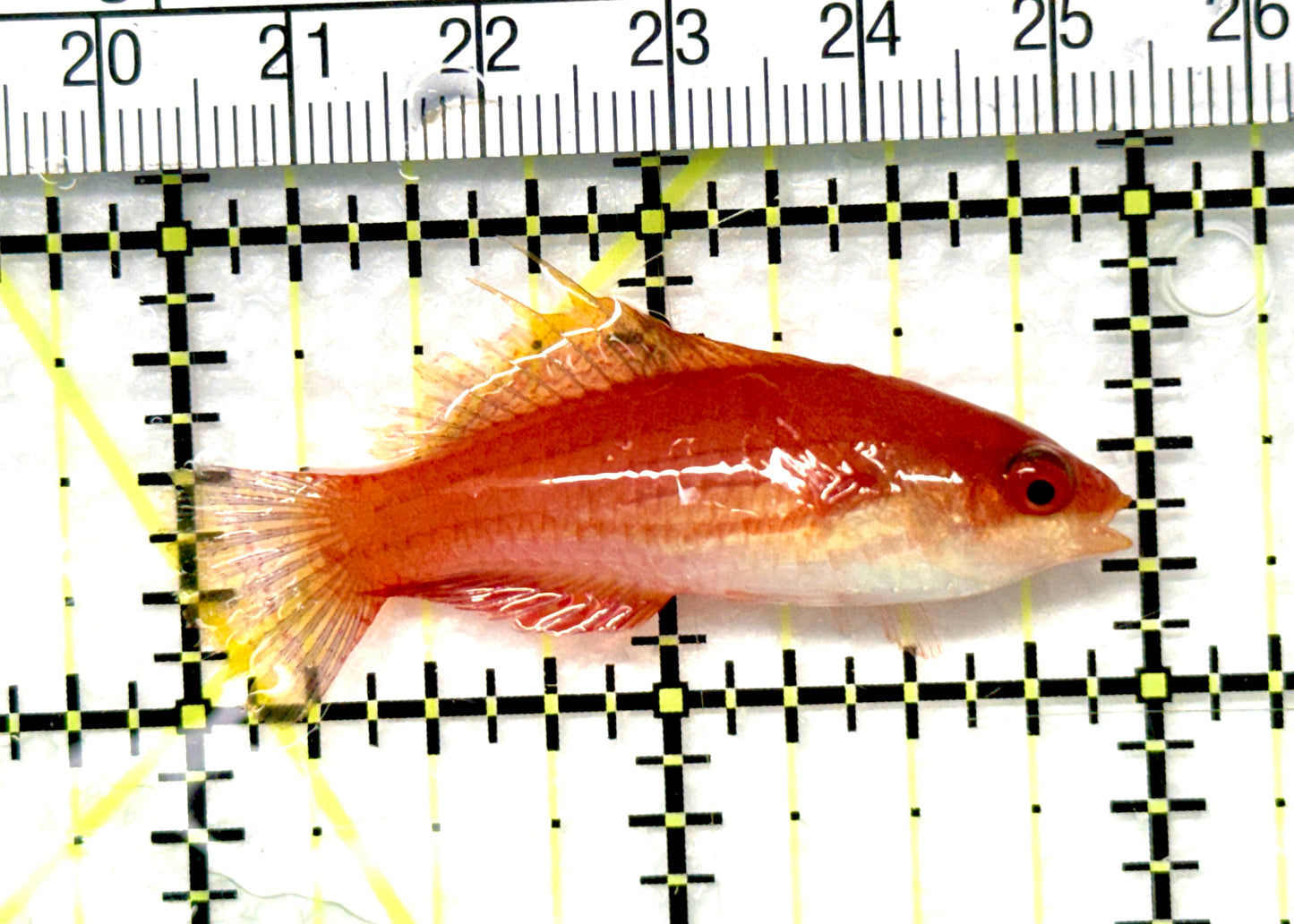 Carpenter's Flasher Wrasse CFW081002 WYSIWYG Size: M 2" approx