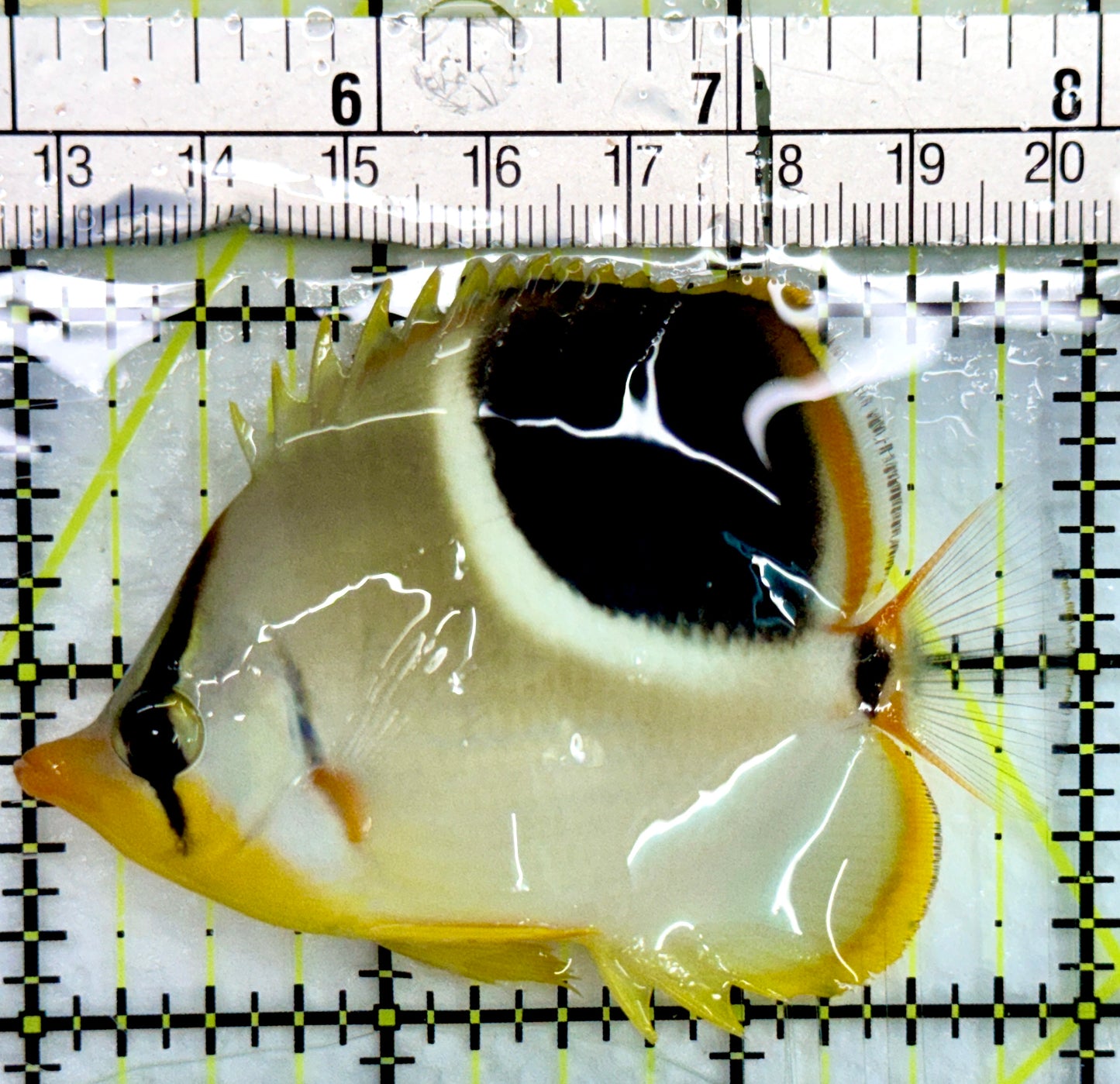 Saddleback Butterflyfish SB082402 WYSIWYG Size: S 3"