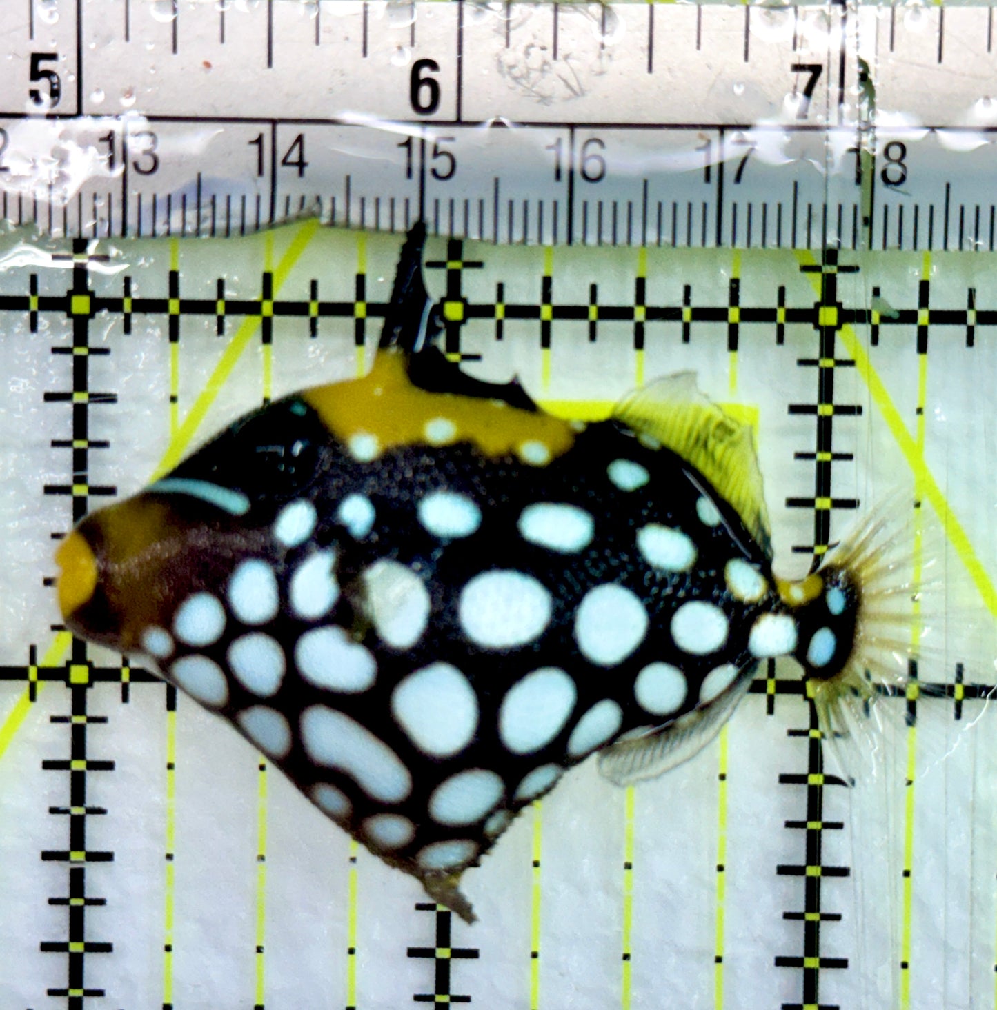 Clown Triggerfish CT082401 WYSIWYG Size: SM 2.5"