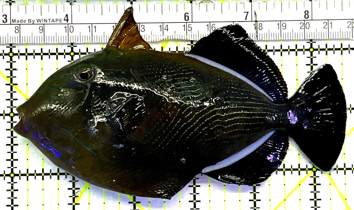 Black Triggerfish HBT062401 WYSIWYG Size: XL 5.5" approx